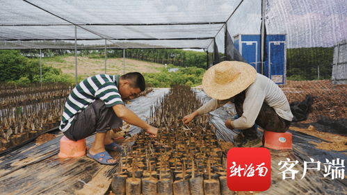 苗準(zhǔn)新商機，種下二次創(chuàng)業(yè)夢——海墾龍江農(nóng)場公司轉(zhuǎn)變思路描繪苗木產(chǎn)業(yè)新版圖