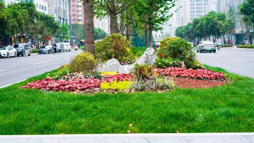 美顏模式再升級，綠滿高新 樹木種植經(jīng)營新篇章