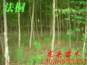 法桐、喬木、花灌木及灌木市場行情分析與價格指導(dǎo)——以孟津縣龍頭苗木種植專業(yè)合作社為例