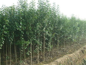 云虎農(nóng)業(yè) 山東大葉女貞苗木栽培、栽植技術(shù)與應(yīng)用價值解析