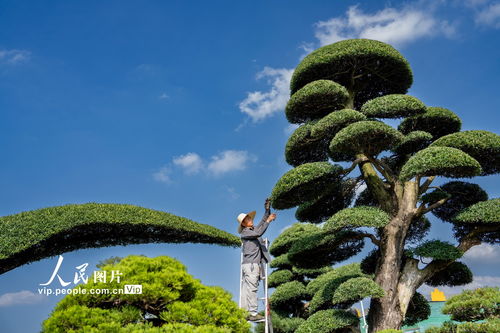 浙江金華 盆景整形激活綠色富民，樹木種植拓展經濟新路
