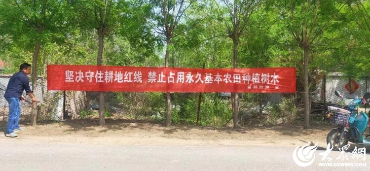 濰坊青州 益都街道“三融合”破解低效苗木難題，筑牢耕地保護防線