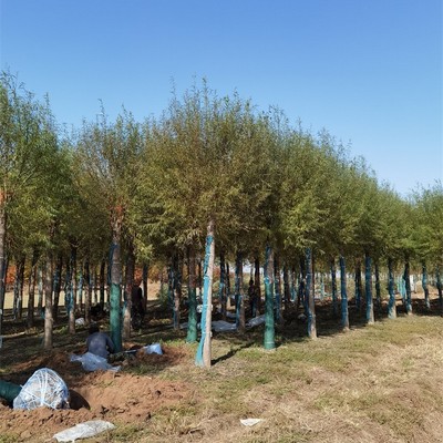 10公分饅頭柳與旱柳樹種植經營全指南 規格、價格與管理要點