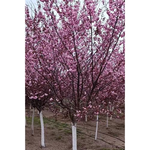 榆葉梅種植全攻略 廠家選擇、品牌推薦與養護要點